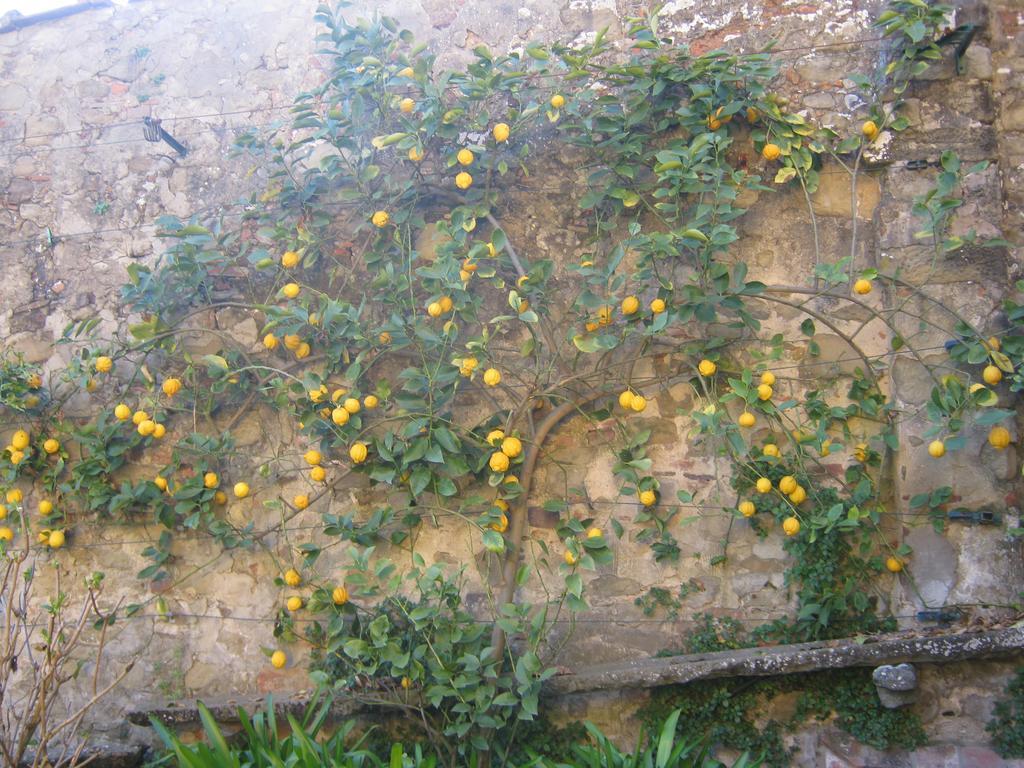 Holiday Home Il Borgo Degli Agrumi Uzzano Exterior photo